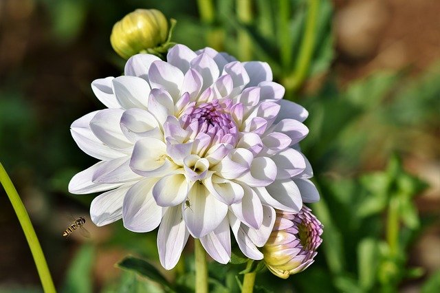 Dahlia Plant Spacing: How Far Apart Should You Plant Them?