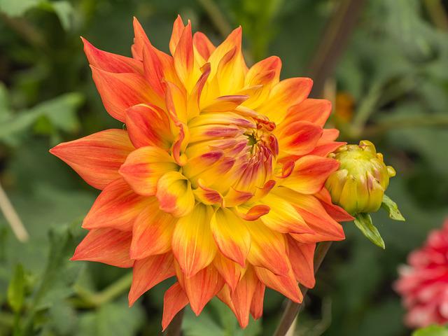 Are Dahlias Poisonous to Cats? Know the Risks