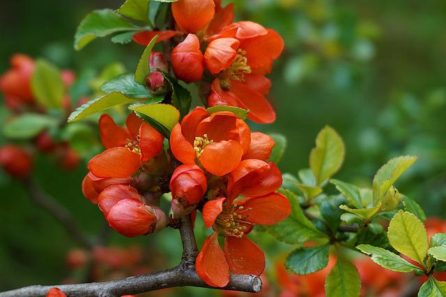 What Does Quince Taste Like? A Great Guide On How To Enjoy the Fruit