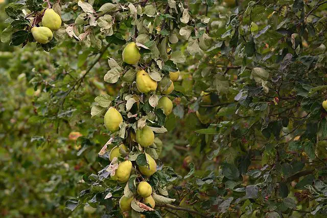 How to Prune Quince Tree? Know-How to Properly Pruned Your Quince