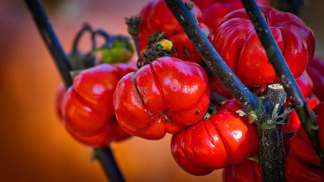 Are Mini Pumpkins Edible? 34 Adorable Small Varieties of Mini Pumpkins