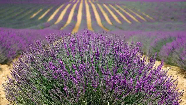 Lavender vs. Angelonia: The Differences Between These Two Popular Flowers!