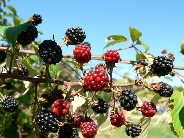 When Do Mulberry Trees Stop Dropping Berries? 4 Ways to Prevent Premature Mulberry Fruit Droppings