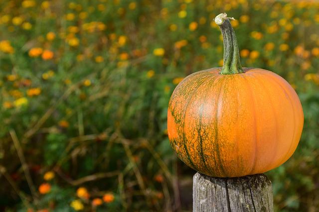 Will Raccoons Eat Pumpkins? What Pumpkin Parts Do Raccoons Consume?