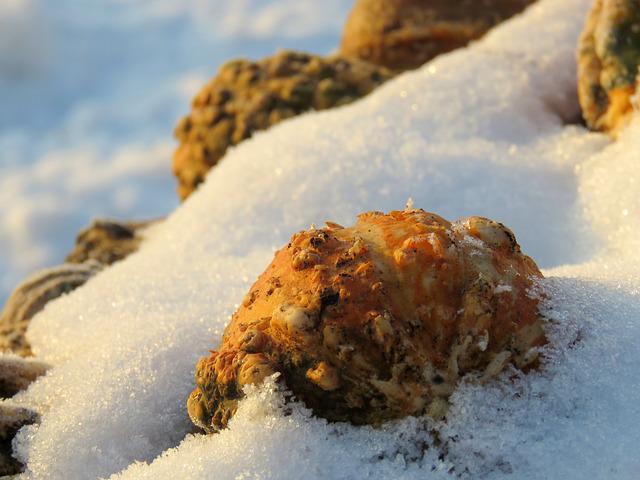 Will Pumpkins Freeze if Left Outside?