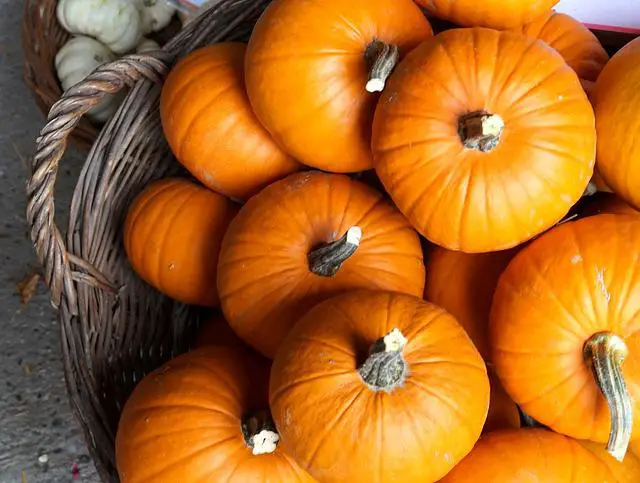 Are Pumpkins Easy To Grow?