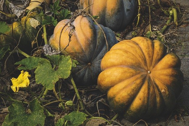 Where Are Pumpkins Grown?