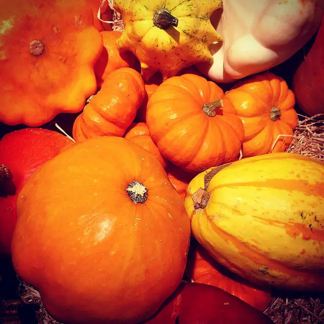 Are Pumpkins Legumes? Things You Should Know About Pumpkins