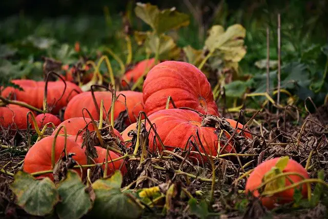 How Do Pumpkins Grow Step-By-Step? Know the Process!