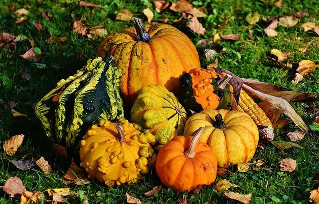 Why Do Some Pumpkins Have Bumps?