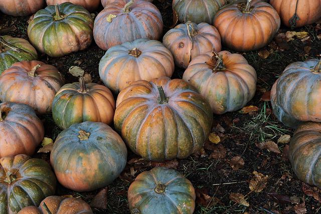 Are Pumpkins Annuals or Perennials?