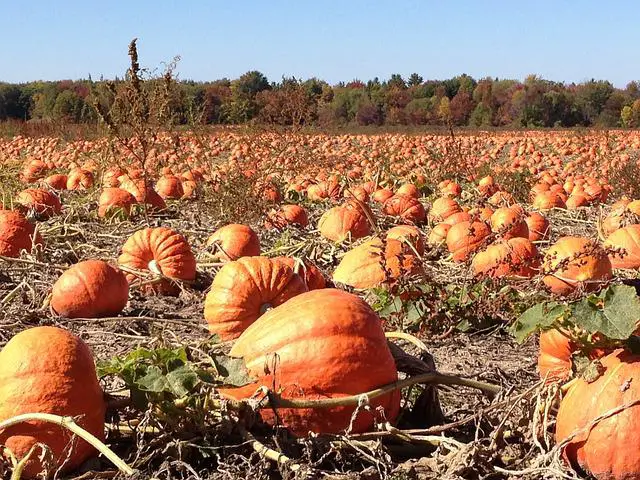 Can Pumpkins Be Composted?