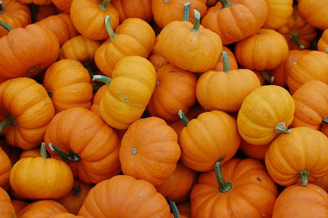 When Do Pumpkins Grow? Know How Long Pumpkin Takes to Grow