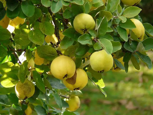 What Are Quince Fruit?