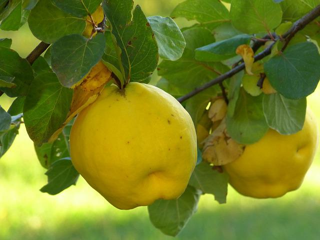 Are Quinces Edible? The Truth About This Fruit You May Not Know