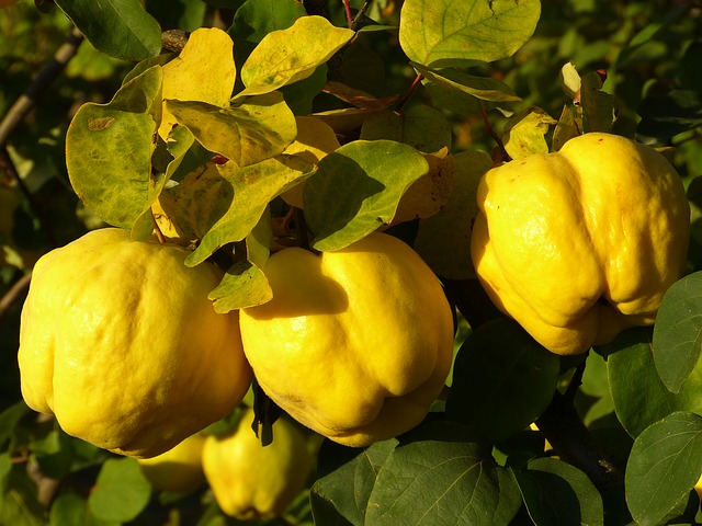 Where Do Quinces Grow? Know the Growing Conditions for Quinces to Grow