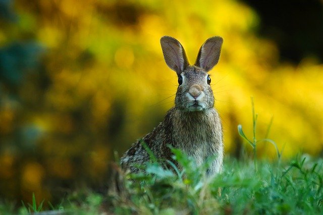 Will Rabbits Eat Pumpkins?—Why Pumpkins Also Good For Rabbits