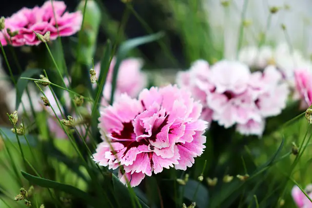 When Do Carnations Bloom?