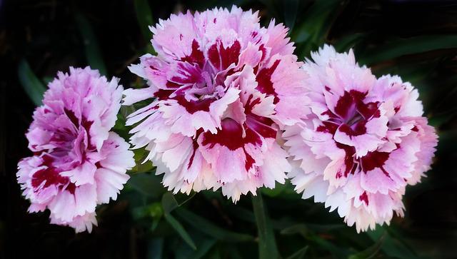 Carnation Dying: 7 Reasons Why Your Carnation is Dying