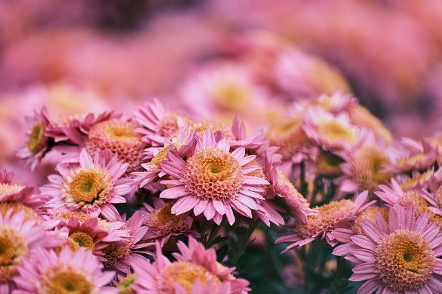 Chrysanthemums Flower Meanings