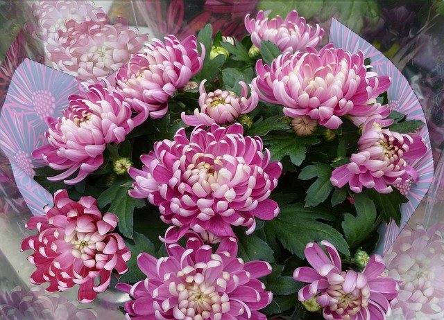 Flowers That Look Like Chrysanthemums