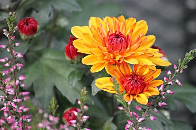 Are Chrysanthemums Poisonous? Know What Makes Chrysanthemum Not Safe