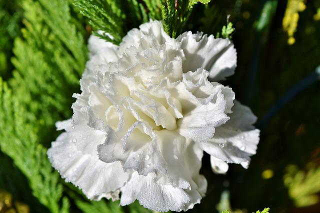How To Grow Carnation Flower? The Ultimate Guide to Growing Carnations