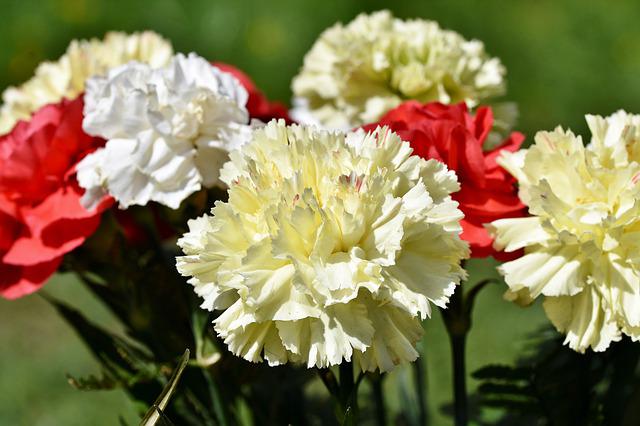 Carnation Colors: A Guide To Carnation Flower Color Meanings And Their Symbolic Definition