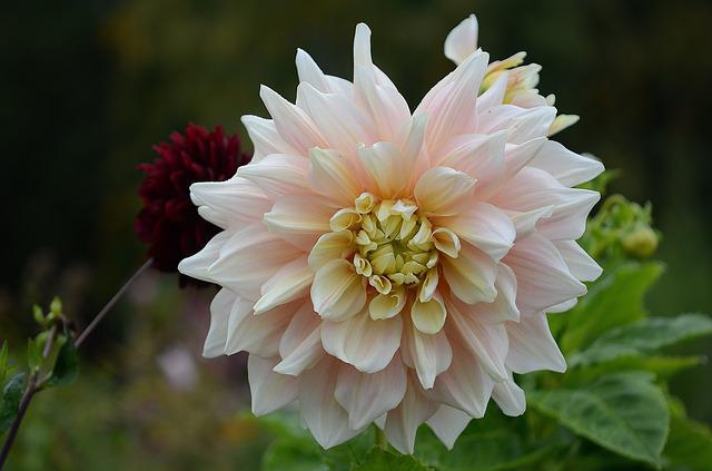 Flowers Like Dahlias: 10 Beautiful Varieties of Dahlia-like Flowers