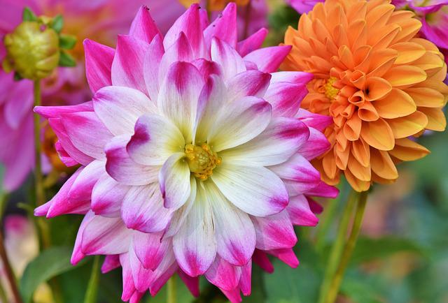 Dahlia Care In Pots: 10 Great Tips for your Container Grown Dahlia