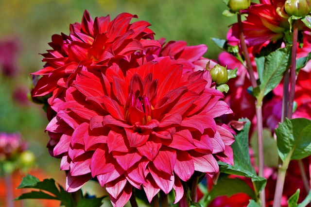 How To Cut Dahlia Flowers? Know Cutting and Arranging Your Dahlia for Floral Display