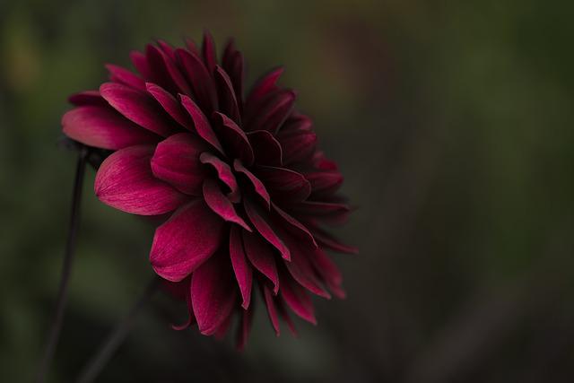 Is Dahlia Annual or Perennial? Get to Know More About Dahlia’s Life Cycle