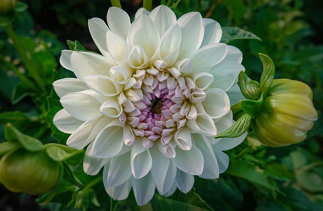 Can Dahlia Survive Winter? Overwintering Dahlia in Cold Climates