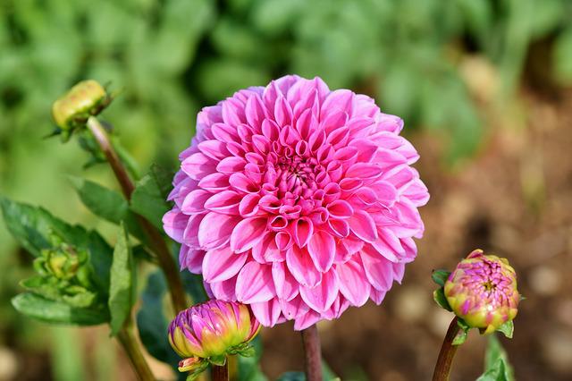 Overwintering Dahlias in Pots: Tips and Advices