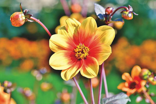 Dahlia Growing Zone: Planting Dahlia in Different Climates