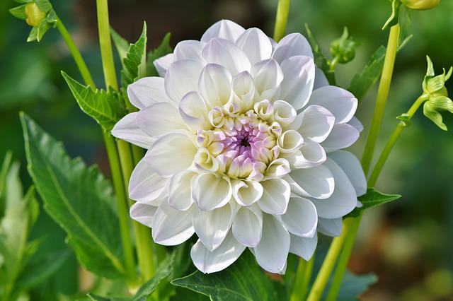 How to Fertilize Dahlias? 4 Easy Steps to Get Started