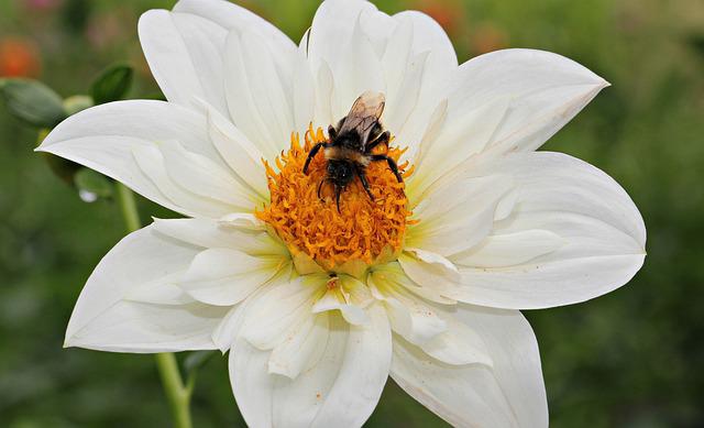 Dahlia: A Flower That Attracts Bees? – What You Need To Know