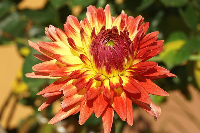 Dahlia Hardiness Zones: Understanding Dahlia Hardiness Zones