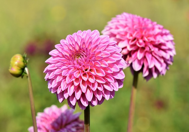 Does Dahlia Attract Butterflies? Know What Dahlia Varieties that Bring in Butterflies