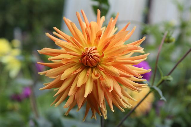 When to Plant Dahlia Bulbs? Know The Best Time To Plant and Grow Dahlias in Your Garden