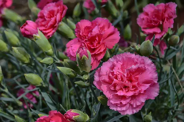 What Does Carnation Smell Like? Learn About Carnation Scent