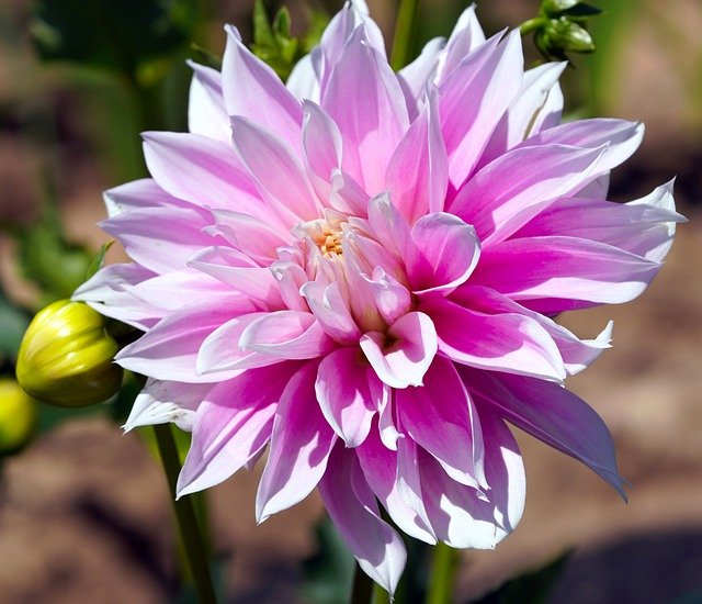 Dahlia Growth Stages: Know How Dahlia Grows