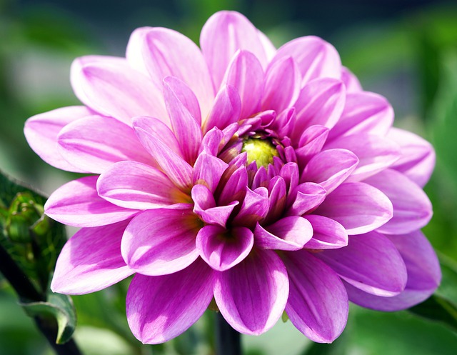 Are Dahlias Easy To Grow? Beginner’s Guide