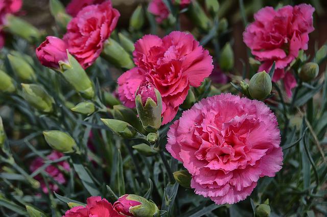 Growing Carnation In Pots —Tips for Growing