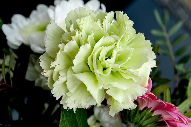 Can Carnations Grow Indoors? —Plant Care and for Growing Carnation Indoor