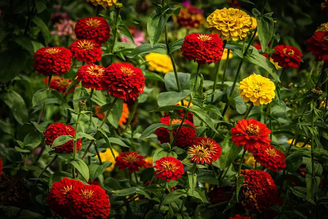 Zinnia’s 15 Companion Plants for every Corner of Your Yard | A Gardener’s Guide