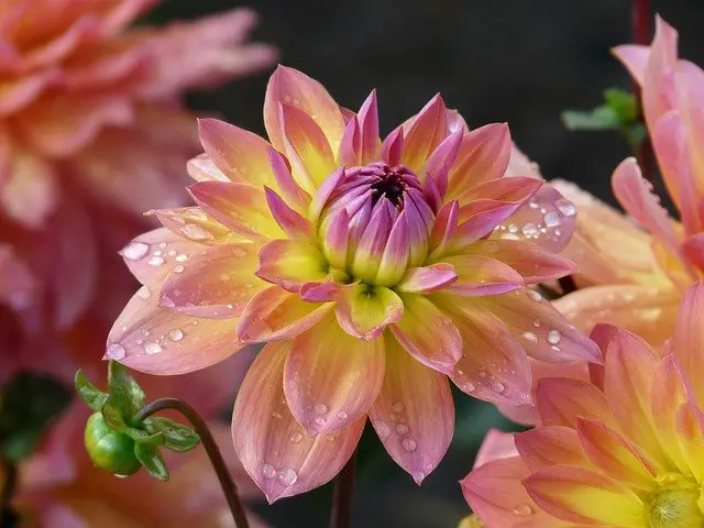 Why Dahlia Leaves Turn Yellow: A Guide For Dahlia Enthusiasts