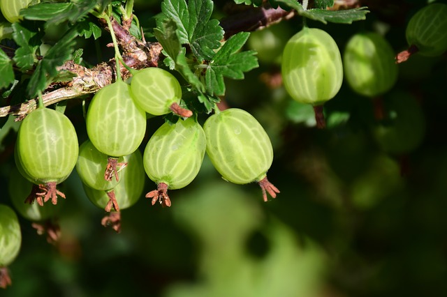 Gooseberry Growing Zone