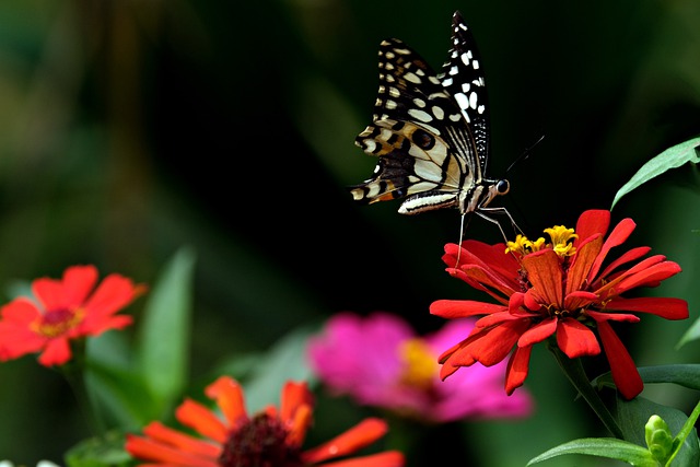 25 Best Zinnias for Cutting: Mixed and Fun Color Zinnias