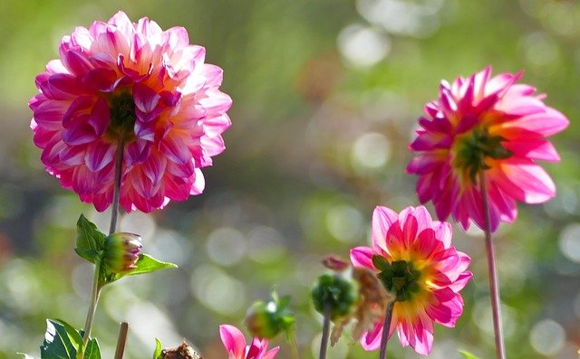 Dahlia Care In Pots: 10 Great Tips for your Container Grown Dahlia